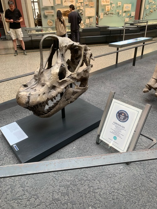 Saw The Largest Mounted Dinosaur Today :3 - Its A Brachiosaurus In The Naturkunde Museum In Berlin