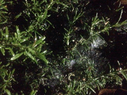 sea-star-witch:Silken webs laced over Rosemary bushes, sparkling with dew.. I picked Rosemary from m