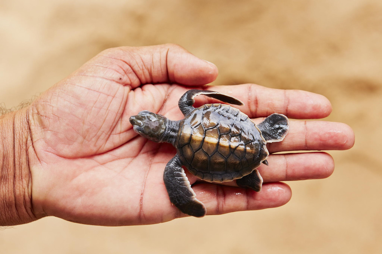 lsleofskye:  Baby TurtlesCredits: 1, 2, 3, 4, 5, 6, 7, 8, 9, 10