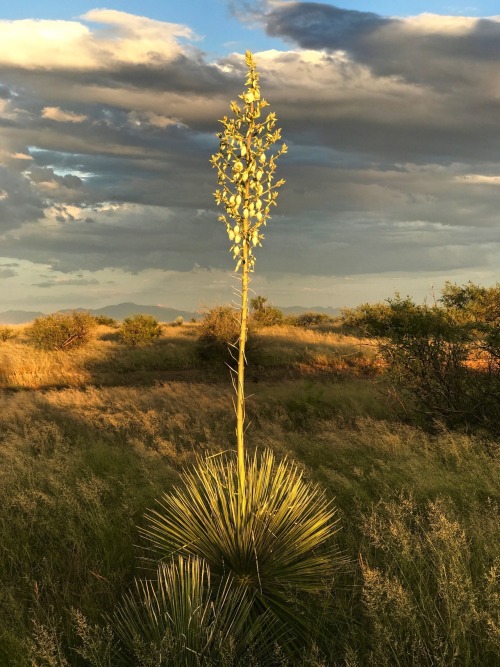 thelostcanyon:A flowering Soaptree Yucca (Yucca elata), Cochise County, Arizona.