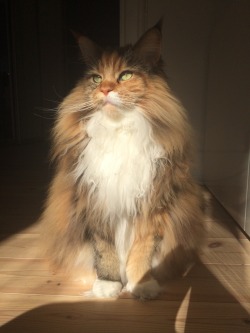 naamahdarling:  catsbeaversandducks:  Pixel The Floof Monster “I’m not floof, I’m just fabulous.” Photos by ©Chissekatten  Yes, good, these royal portraits shall hang in the Great Hall. 