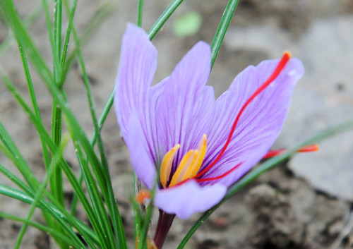 huffposttaste:Just a beautiful reminder of where saffron comes from (and why it’s so freaking expens