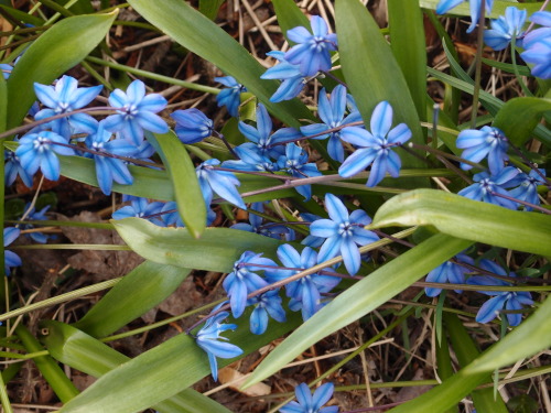 Scilla siberica — Siberian squill a.k.a. wood squill