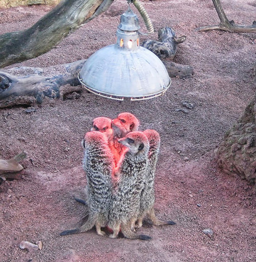 boredpanda:  Animals That Love Warmth More Than Anything  