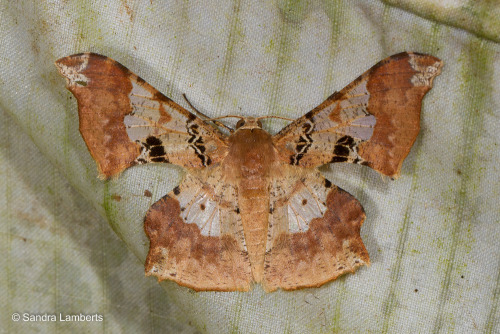 onenicebugperday:Skeleton leaf moth,Krananda lucidaria, GeometridaeFound in Western and Southern Chi