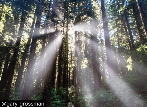 visitportangeles:  Old growth sunbeams with