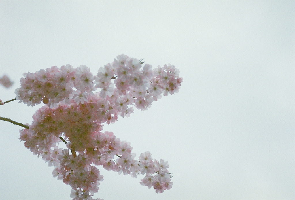 jacindaelena:     by nopennyforthem  