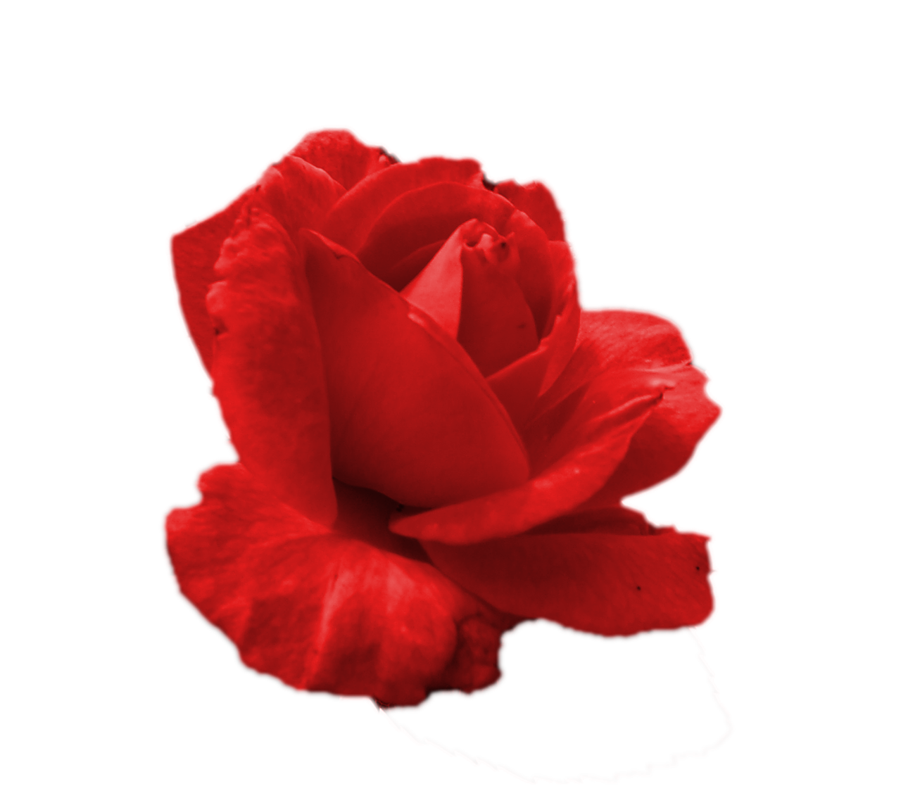 red flower