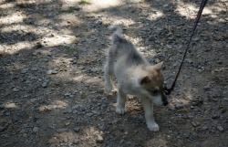 Bless this photo of our pup at few months old.