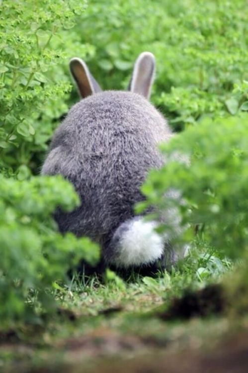 Bunny Booty Happy Easter
