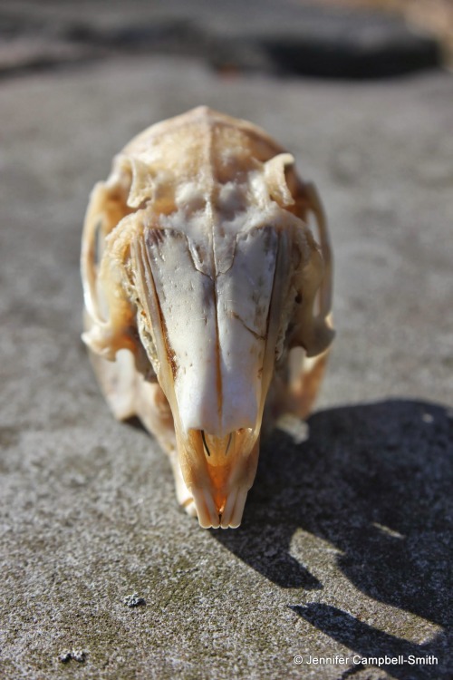 This is the skull from the eastern cottontail (Sylvilagus floridanus) my red-tailed hawk caught on S