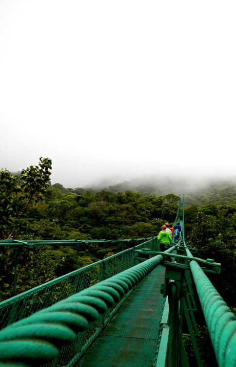 adventurecheetah: Really missing the rain forest today. I so want to go back this summer!