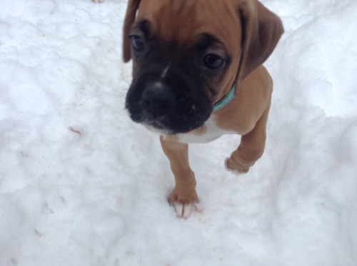7 weeks old first time in the snow!