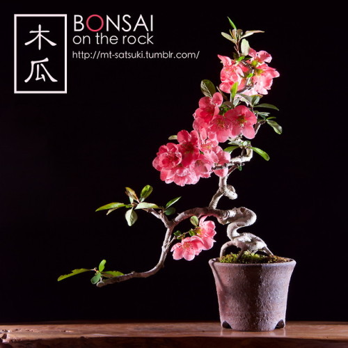 木瓜（ボケ）の盆栽BOKEH, Japanese Quince bonsai2018.4.7 撮影bonsai on the rock| Creema | BASE | Zazzle.co.jp | 