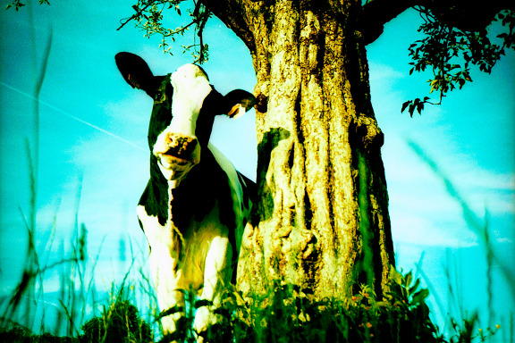 lomographicsociety:  Lomography Tag of the Day - outdoors