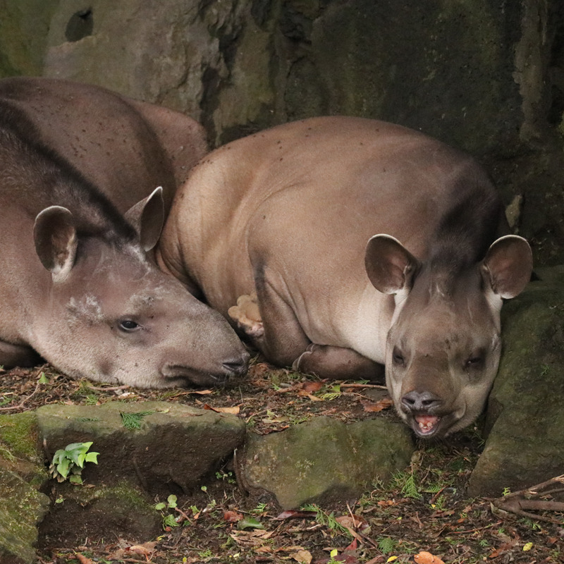 Tapirs Are Awesome
