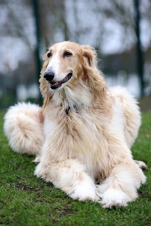 borzoi mix