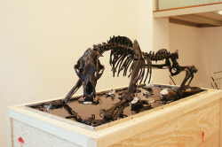 Mark Dion, The Tar Museum, 2006