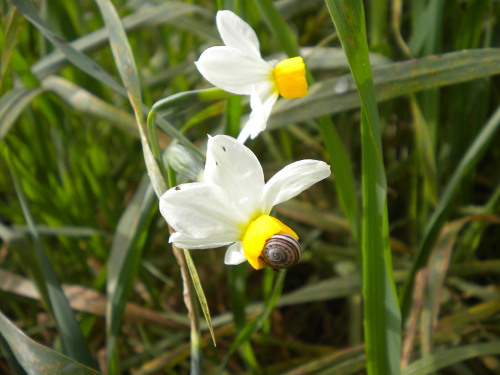 tityretupatulae:La primavera è la mia stagione.Il tempo dei prati, puntati di giallo, e dei cieli profondi, quinte maestose su cui s’attardano le nebbie grigiastre, più umide, e i castelli assolati di nuvole bianche, e poi, dietro, l’azzurro, più