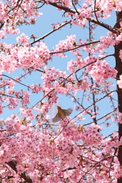 xoxohauko:青い空とピンクの桜と緑のメジロ。
