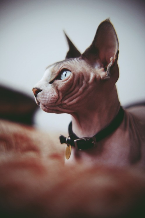 sphynx cat