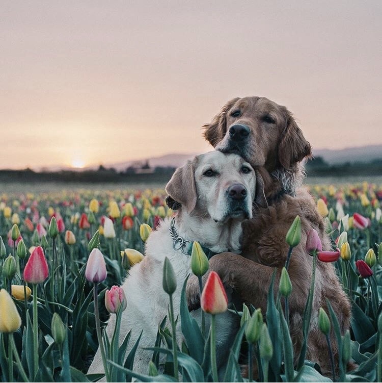 animals-lovers:(Source)