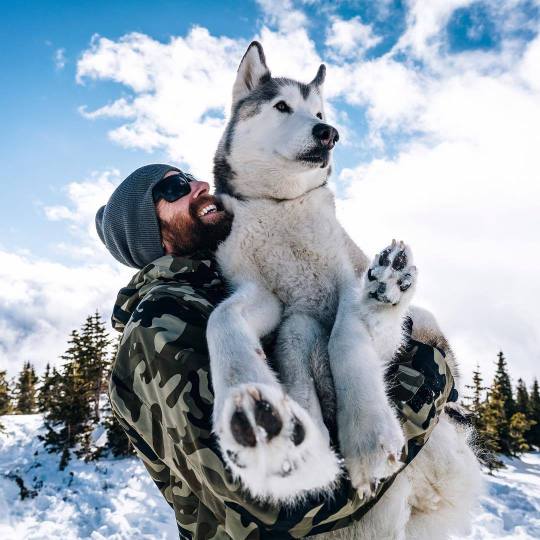 Meet Loki the Wolfdog and his friends.