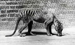 redhousecanada:  Tasmanian Tiger in captivity,