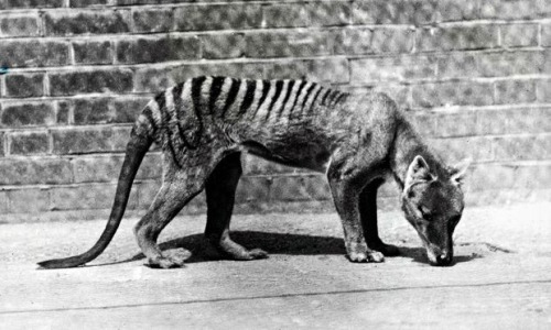 redhousecanada:  Tasmanian Tiger in captivity, circa 1930, shortly before the species became exrinct. photo: Paul Popper