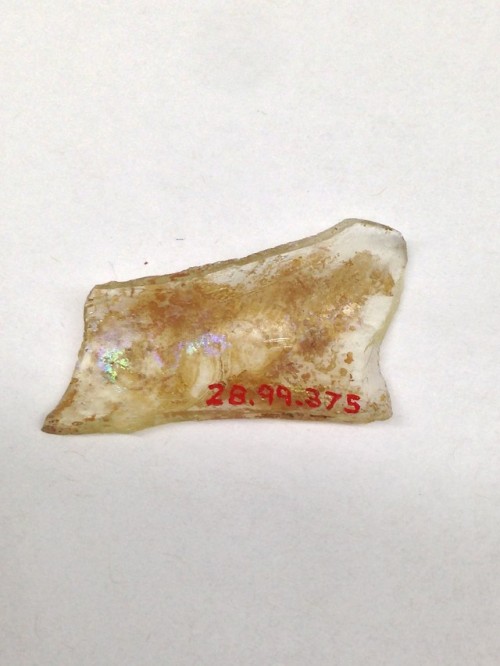 Fragment, Medieval ArtMedium: Glass, ceramicGift of Clarence H. Mackay, Archer M. Huntington, Stephe