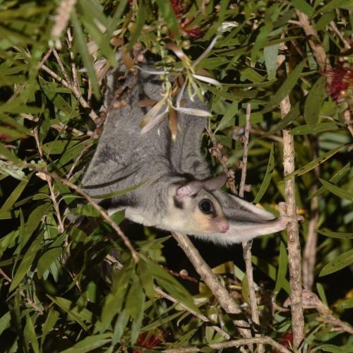 Glide into the weekend with the sugar glider (Petaurus breviceps)! This marsupial has a membrane, ca