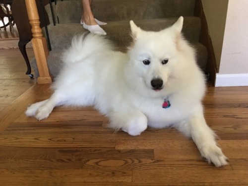 skookumthesamoyed:NO ONE IS ALLOWED PAST ME, DEFENDER OF TH- ok bye byeI would like cats more if the