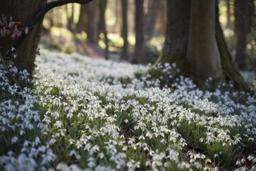 pagankingsofolde:Snowdrops at Painswick Rococo GardenPhoto Credits: Britt Willoughby Dyer