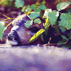 babyanimalsinnature:  Nature provides for the perfect game of hide-and-seek.