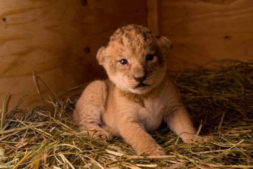 zooborns:  Oregon Zoo’s Lion Pride Grows  Neka, a 6-year-old African lion at the Oregon Zoo, gave birth to three healthy cubs on September 7. Veterinarians conducted their first examination of the 12-day-old cubs, and found that all three cubs are girls!