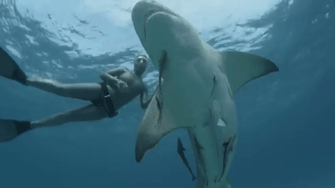 trasshess:nubbsgalore:conservationists ocean ramsay and lesley rochat are filmed swimming with shark