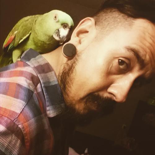 I think Poe wants my plugs. #yellownaped #parrot #Amazon #plugs #bodymod #moustache #beard
