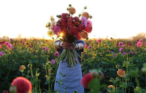 peone:In the Field with Floret Flowers | Terrain