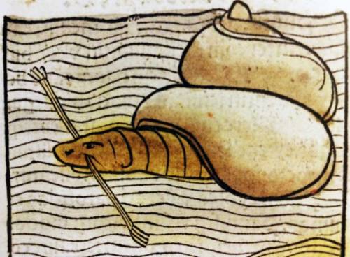 widenerlibrary:Some sea monsters captured from the margins of medieval and early modern maps. We did