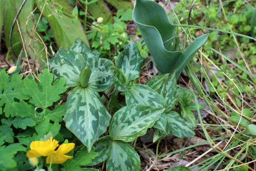 Photos from Spring 2017 - Hellebore, Camellia sinensis, Trillium + Woodland PoppyHad the day off and