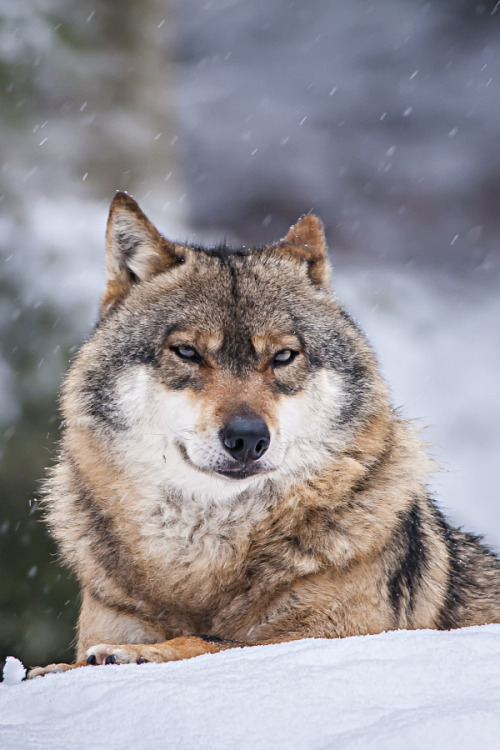 beautiful-wildlife:Wolf by Nik Raw