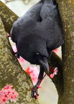 elfentau:  ~* Raven *~ 