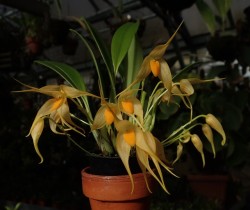 orchid-a-day:  Bulbophyllum ankylocheleSyn.: