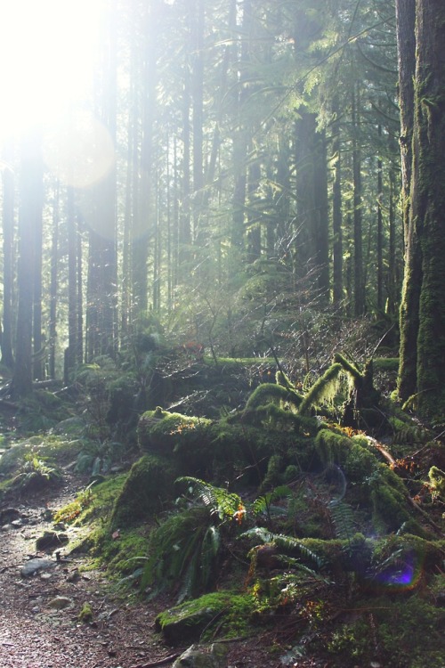 matchbox-mouse:Light streaming into the forest.Golden Ears Provincial Park, British Columbia