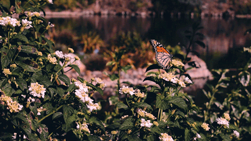 leahberman: butterfly respite Lake Shrine, Pacific Palisades, California instagram