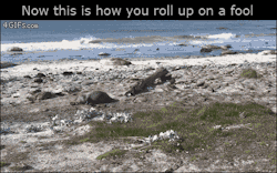 4gifs:They see me rollin’. [video]