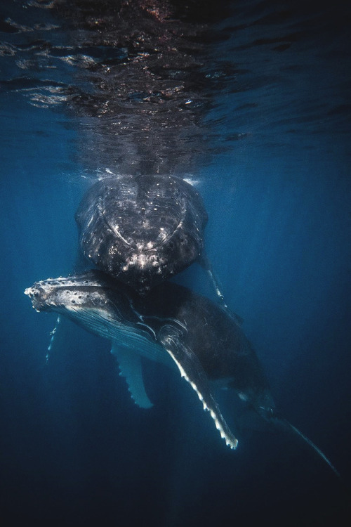 lsleofskye: Vavau, Kingdom of Tonga | thurstonphoto