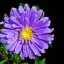 morning-asters
