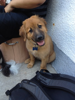 handsomedogs:  Kerrigan the Mastador (Mastiff/Labrador