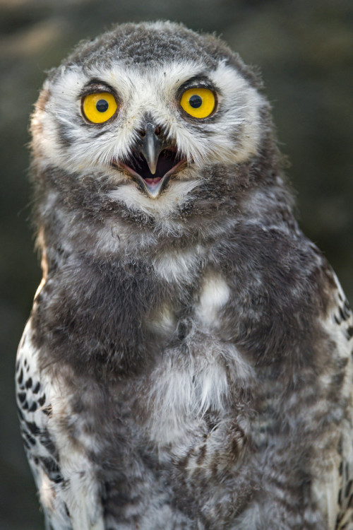 end0skeletal-undead: Juvenile Snowy Owl by Tambako The Jaguar